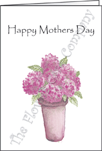 Ref: N157m HYDRANGEA (Happy Mothers Day)