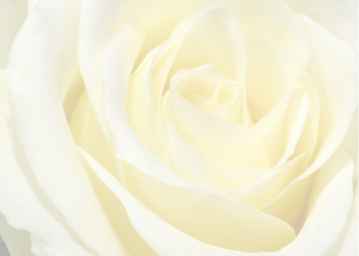 Ref: PF57 TRANSLUCENT WHITE ROSE