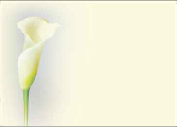 Ref: PF63 CREAM BACKGROUND WITH CALA LILY
