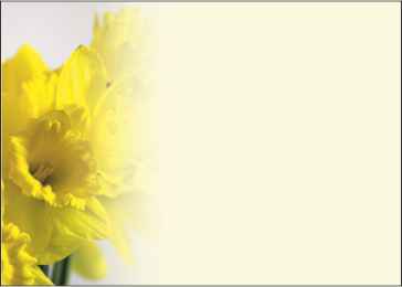 Ref: PF66 CREAM BACKGROUND WITH DAFFODIL