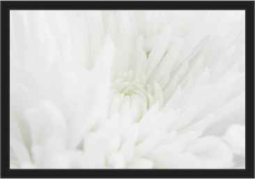 Ref: PF52 TRANSLUCENT AND BORDER WHITE CHRYSANTHEMUM