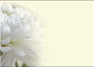 Ref: PF67 CREAM BACKGROUND WITH WHITE CHRYSANTHEMUM