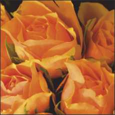 SS04 Small Gift/Greeting Card, pack of 5