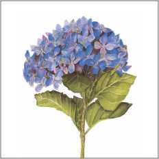 LS152 Large Greetings Card - pack of 5