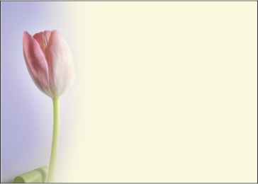 Ref: PF64 CREAM BACKGROUND WITH PINK TULIP