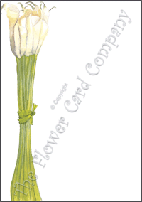 Ref: F02a ARUM BUNCHED (no text)