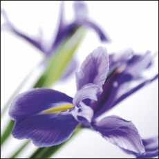 SS01 Small Gift/Greeting Card, pack of 5