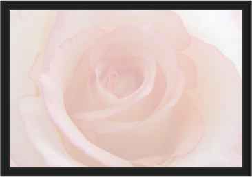 Ref: PF55 TRANSLUCENT AND BORDER PINK ROSE 