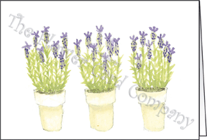 Ref: N139 LAVENDER POTS