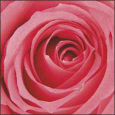 SS06 Small Gift/Greeting Card, pack of 5