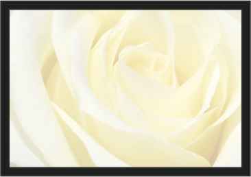 Ref: PF51 TRANSLUCENT AND BORDER WHITE ROSE 