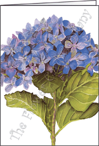 Ref: N152 HYDRANGEA