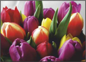 LR10 Landscape Greeting Card, pack of 5