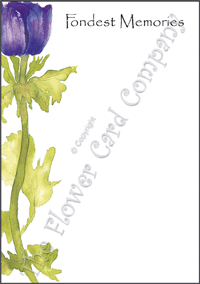 Ref: F07 SINGLE ANEMONE (Fondest)