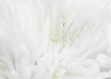 Ref: PF58 TRANSLUCENT WHITE CHRYSANTHEMUM