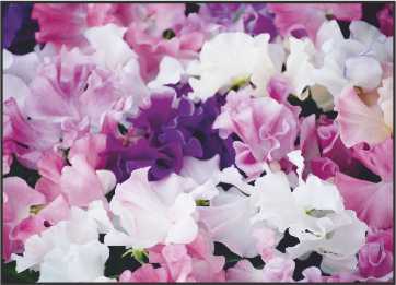 LR19 Landscape Greeting Card, pack of 5