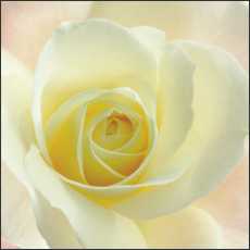SS05 Small Gift/Greeting Card, pack of 5