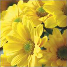 SS07 Small Gift/Greeting Card, pack of 5