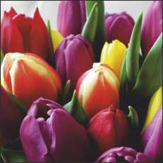 SS10 Small Gift/Greeting Card, pack of 5