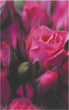 NP08 Pack of 5 Notepads