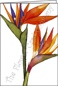 Ref: N155 STRELITZIA