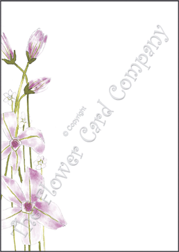 Ref: NF01 CLEMATIS 