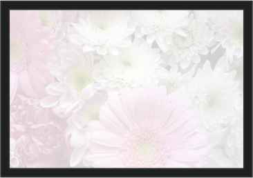 Ref: PF53 TRANSLUCENT AND BORDER GERBERA MIX