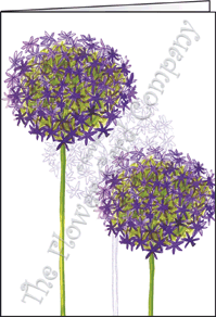 Ref: N108 ALIUM 