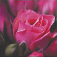 SS03 Small Gift/Greeting Card, pack of 5