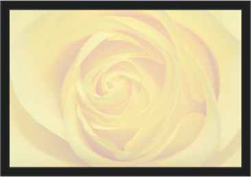 Ref: PF54 TRANSLUCENT AND BORDER YELLOW ROSE 