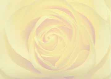 Ref: PF60 TRANSLUCENT YELLOW ROSE