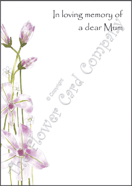 Ref: NF01f CLEMATIS (Mum)