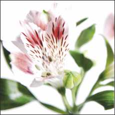 SS08 Small Gift/Greeting Card, pack of 5