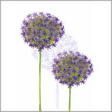 LS108 Large Greetings Card - pack of 5