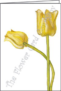 Ref: N131 PAIR OF TULIPS