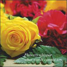 SS09s Small Gift/Greeting Card, pack of 5