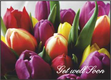 LR10s Landscape Greeting Card, pack of 5