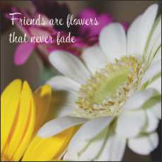 SS11s Small Gift/Greeting Card, pack of 5