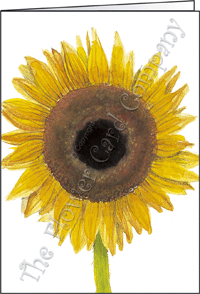 Ref: N114 SUNFLOWER